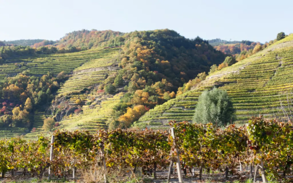 Wachau vineyards